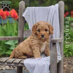 Franklin, Cavapoo Puppy